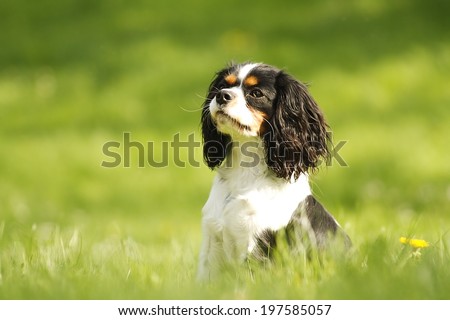 fun cavalier king charles spaniel puppy dog sitting in nature