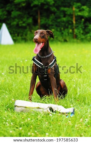 brown doberman pinscher dog defense and protection