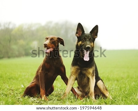 two dog brown doberman pinscher and fun german shepherd puppy in nature.