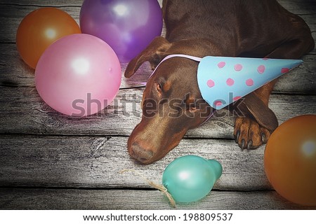 birthday dog - brown fun doberman pinscher dog with ball and dog trick