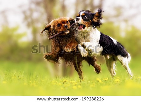 two fun cavalier king charles spaniel dog and puppy running in summer nature