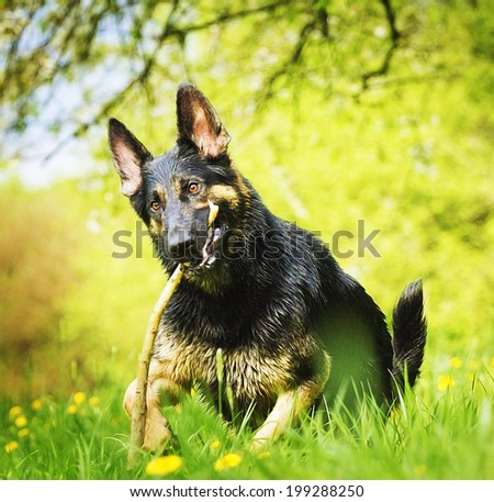 german shepherd dog puppy running in spring nature with stick