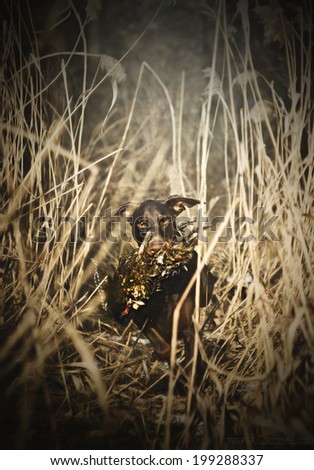 brown doberman pinscher dog hunting with pheasant