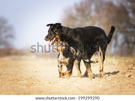 two fun rottweiler dog running with bauceron puppy running in nature dog trick