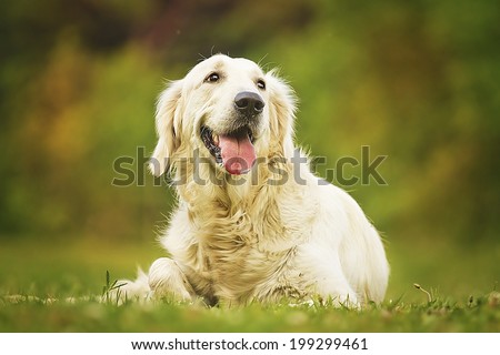 fun young beautiful golden retriever dog puppy in summer nature