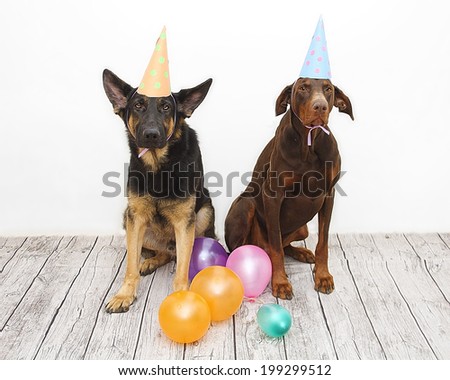 birthday dog - brown fun doberman pinscher dog and german shephe