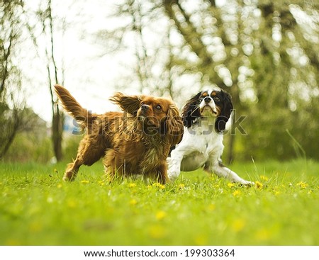 two fun cavalier king charles spaniel dog and puppy running in s