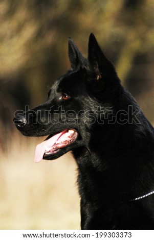 portrait of a fun black german shepherd puppy