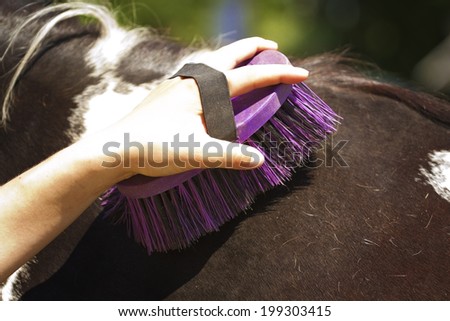 caucasian young woman  cleans horse