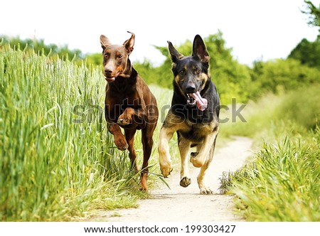two fun german shepherd puppy and brown doberman pinscher dog running in nature.