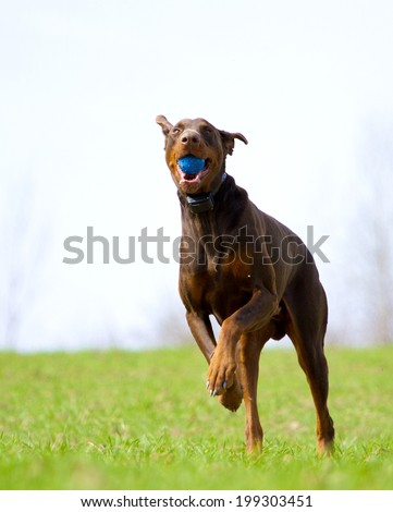 fun beautiful doberman pinscher dog running and jump dog trick