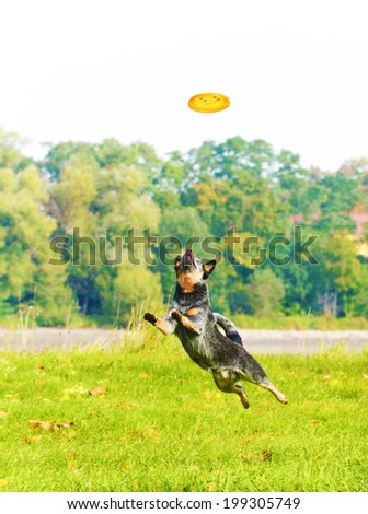 australian cattle dog jump agility dog frisbee