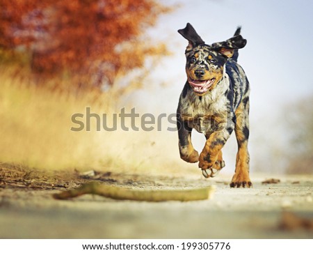 fun young beauceron puppy dog running with stick and dog trick dog dancing