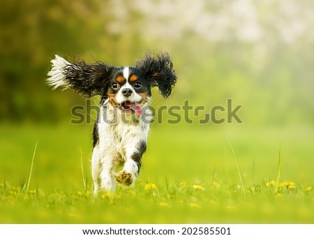 fun and beautiful cavalier king charles spaniel dog running in s