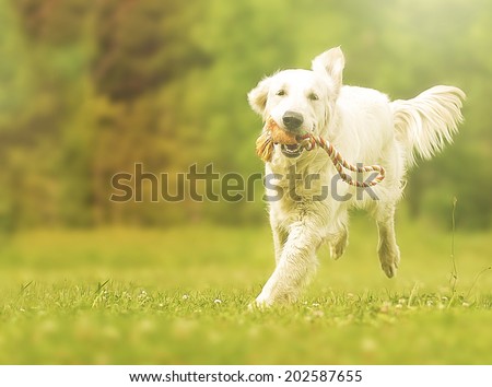 fun young beautiful golden retriever dog puppy running in summer nature