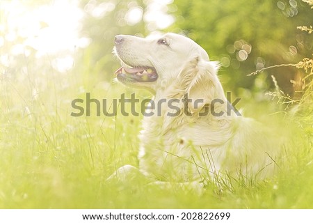 beautiful and cute fun golden retriever labrador dog in sunset nature beautiful and cute fun golden retriever labrador dog in sunset nature