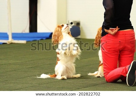 women dancing with your two cavalier king charles spaniel dog