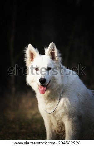 beautiful white swiss shepherd dog outdoors