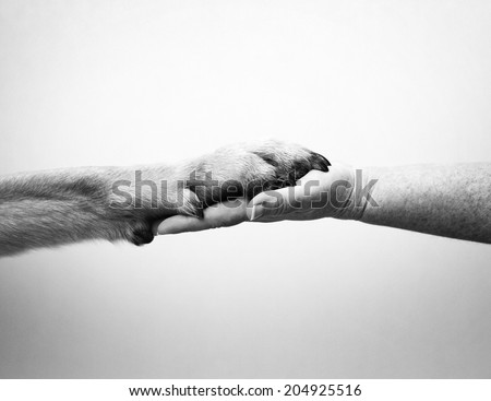 human hand and rottweiler dog paw