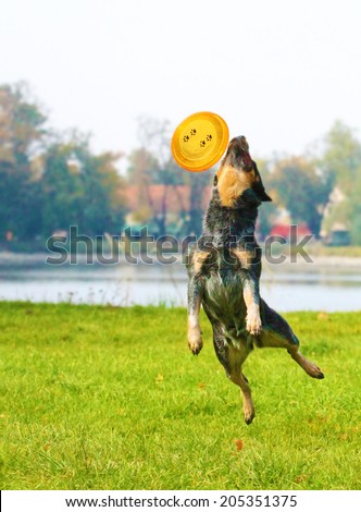 australian cattle dog jump agility dog frisbee