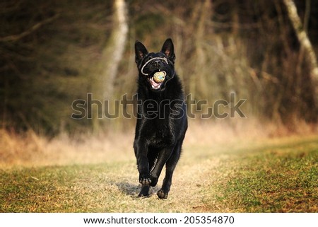 fun and comic black german shepherd dog running