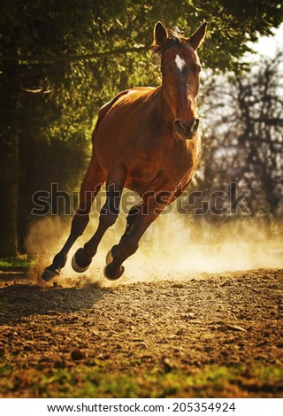 beautiful arabian horse running in nature