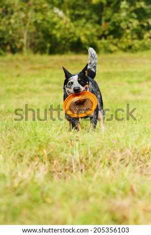australian cattle dog dog dancing trick