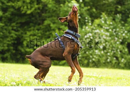 fun and comic brown doberman pinscher dog running and jump.
