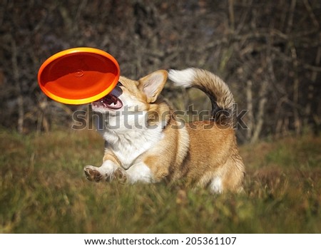 fun welsh corgi dog puppy running dog frisbee trick