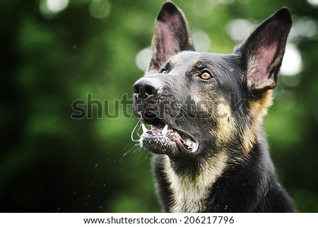 angry german shepherd dog barks