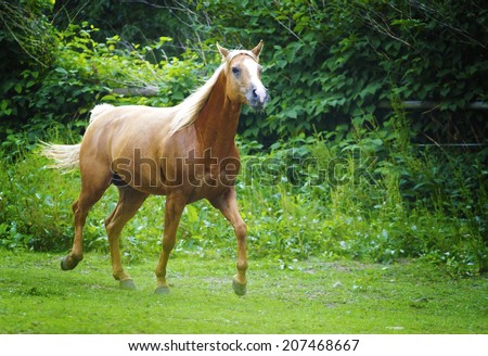 beautiful quarter horse running in nature