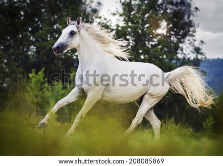 beautiful lipizzaner horse running in nature