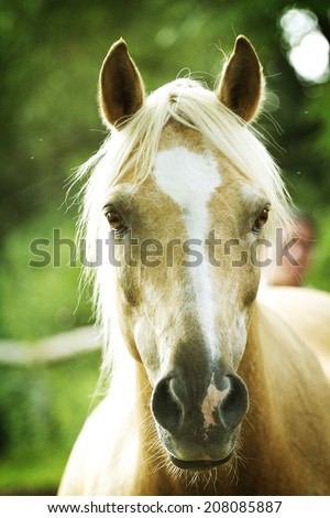 quarter horse running in nature