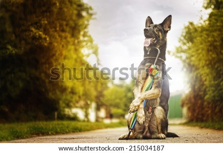 fun german shepherd puppy dog trick with umbrella in autumn