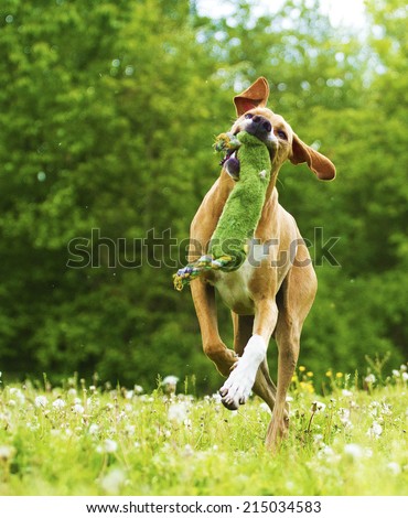 pointer rhodesian ridgeback dog puppy dog dancing