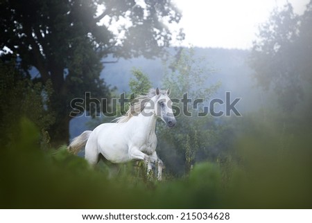 beautiful arabian lipizzaner horse running in nature