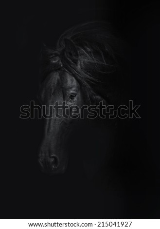 beautiful wild friesian horse stallion in black background