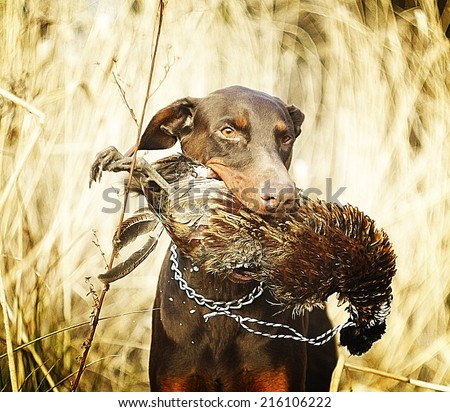Sitting doberman dog holds in its mouth pheasant hunting