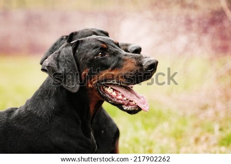 beautiful doberman dog puppy is waiting