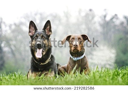 two fun german shepherd puppy and brown doberman pinscher dog in nature.