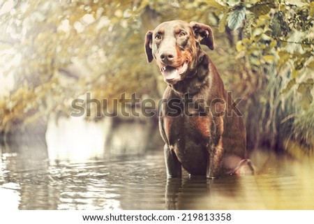 doberman dog puppy in autumn nature