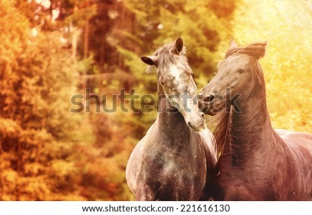 two friesian and lipizzaner horse running in nature ( herd of horses )
