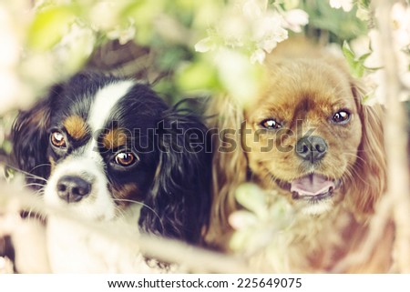 two cute and funny cavalier king charles spaniel dog and puppy