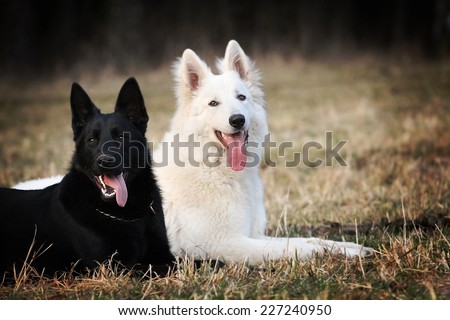 fun white swiss shepherd dog and black german shepherd puppy