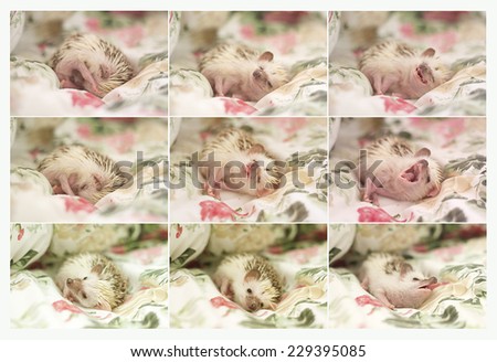 rodent cute hedgehog baby yawns and half masked