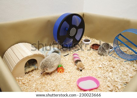 rodent hedgehog hamster guinea pig home breeding facility