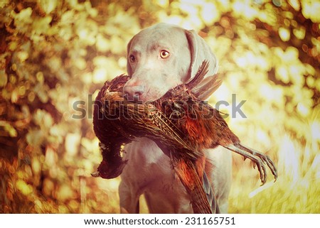 sitting weimaraner dog hunting and holding pheasant autumn nature