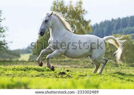 arabian horse stallion running in nature