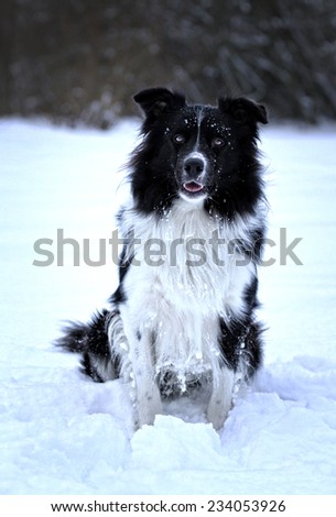 playfully border collie puppy dog in snow winter background