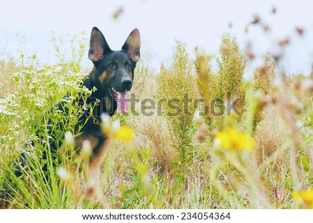 fun german shepherd dog puppy summer nature